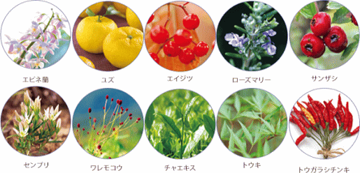 花蘭咲【からんさ】の10種類の植物エキス